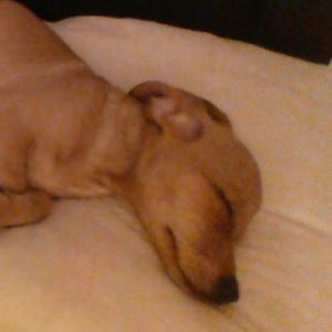 Meet your Posher, Antonio